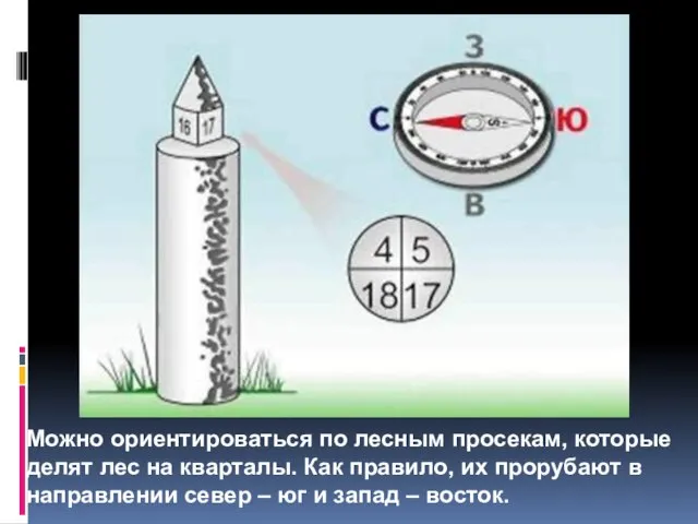 Можно ориентироваться по лесным просекам, которые делят лес на кварталы. Как правило,