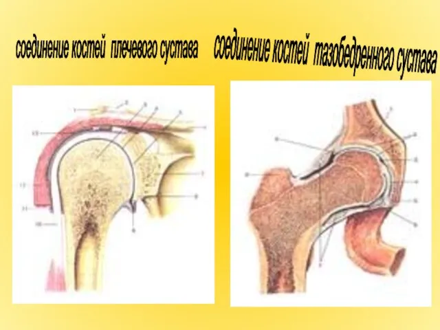 соединение костей плечевого сустава соединение костей тазобедренного сустава