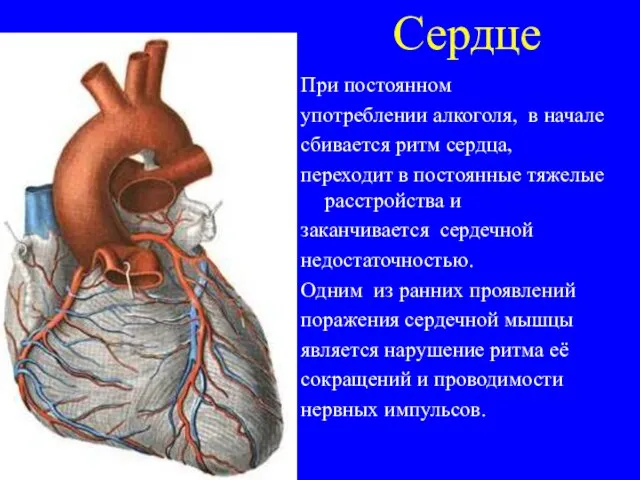 Сердце При постоянном употреблении алкоголя, в начале сбивается ритм сердца, переходит в