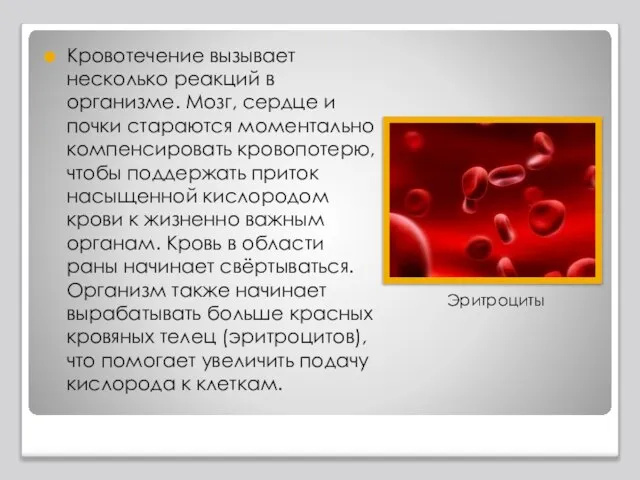 Кровотечение вызывает несколько реакций в организме. Мозг, сердце и почки стараются моментально