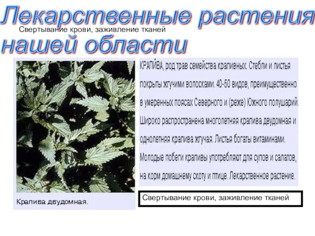 Свертывание крови, заживление тканей Лекарственные растения нашей области Свертывание крови, заживление тканей