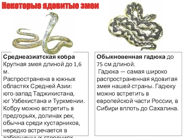 Среднеазиатская кобра Крупная змея длиной до 1,6 м. Распространена в южных областях