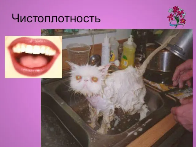 Чистоплотность