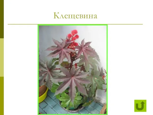 Клещевина