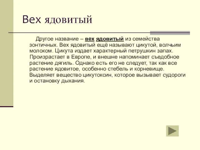 Вех ядовитый Другое название – вех ядовитый из семейства зонтичных. Вех ядовитый