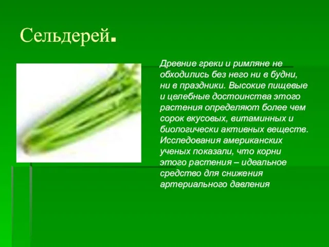 Сельдерей. Древние греки и римляне не обходились без него ни в будни,