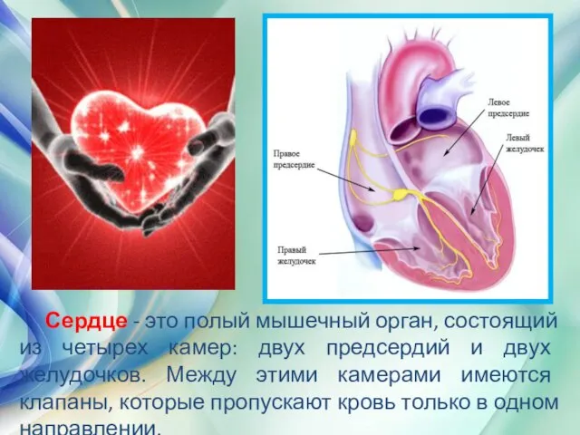 Сердце - это полый мышечный орган, состоящий из четырех камер: двух предсердий