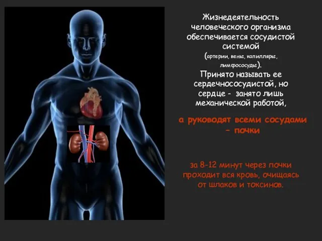 Жизнедеятельность человеческого организма обеспечивается сосудистой системой (артерии, вены, капилляры, лимфососуды). Принято называть