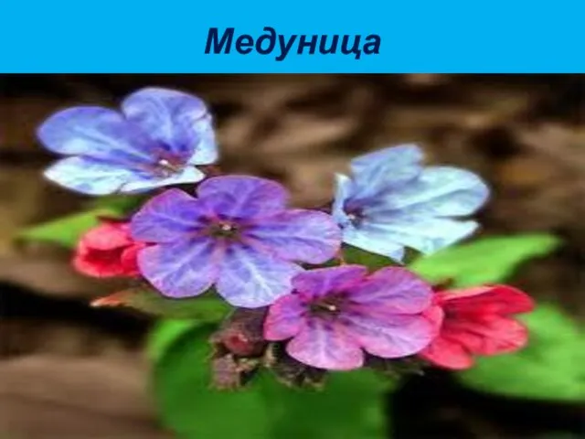 Медуница