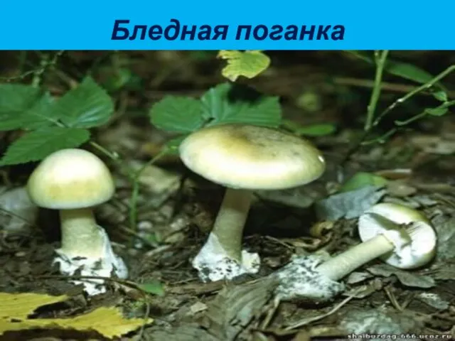 Бледная поганка