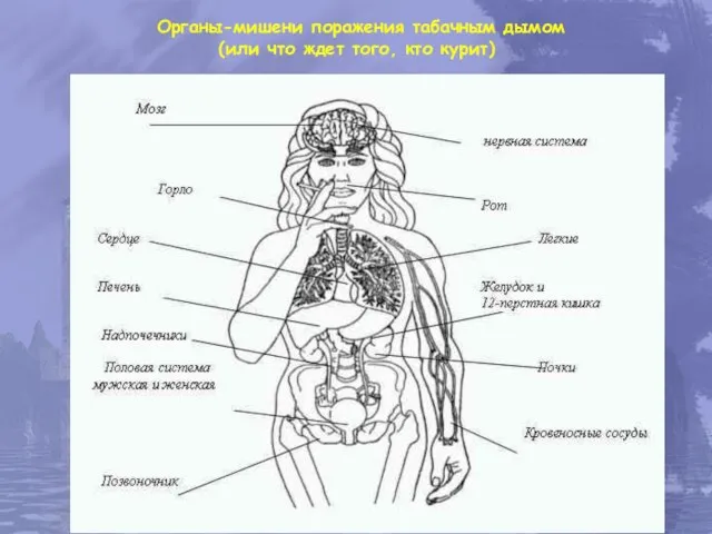 Органы-мишени поражения табачным дымом (или что ждет того, кто курит)