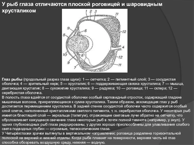 У рыб глаза отличаются плоской роговицей и шаровидным хрусталиком Глаз рыбы (продольный