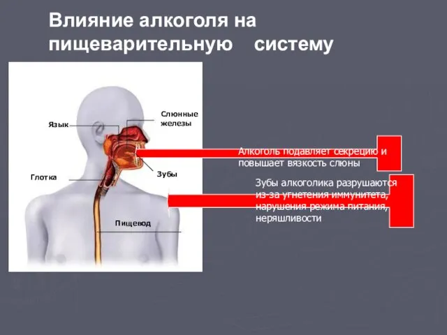 Алкоголь подавляет секрецию и повышает вязкость слюны Зубы алкоголика разрушаются из-за угнетения