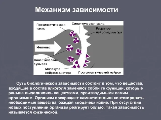 Импульс Синаптический пузырек Пресинаптическая часть Рецептор нейромедиатора Молекула нейромедиатора Синаптическая щель Постсинаптический