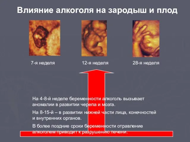 7-я неделя 12-я неделя 28-я неделя Влияние алкоголя на зародыш и плод