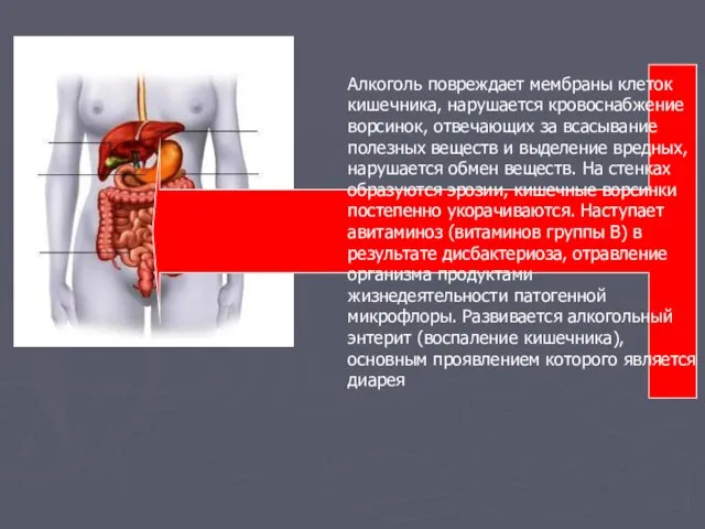 Алкоголь повреждает мембраны клеток кишечника, нарушается кровоснабжение ворсинок, отвечающих за всасывание полезных