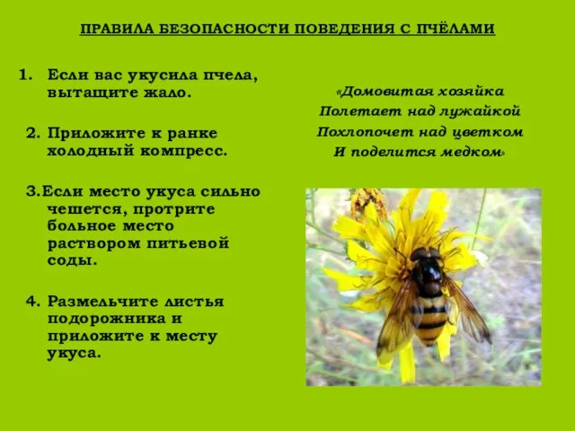 ПРАВИЛА БЕЗОПАСНОСТИ ПОВЕДЕНИЯ С ПЧЁЛАМИ Если вас укусила пчела, вытащите жало. 2.