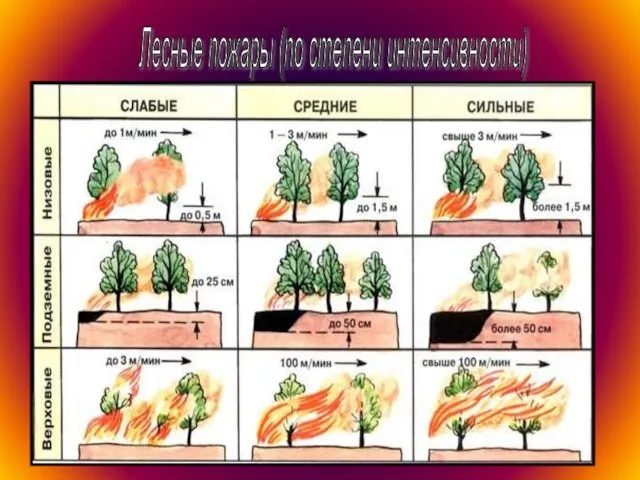 Лесные пожары (по степени интенсивности)