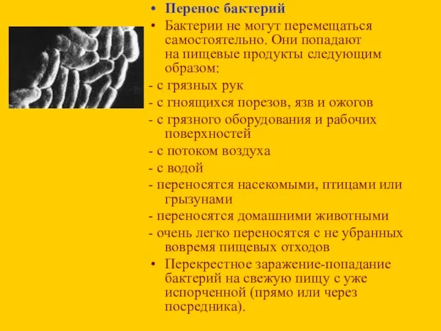 Перенос бактерий Бактерии не могут перемещаться самостоятельно. Они попадают на пищевые продукты