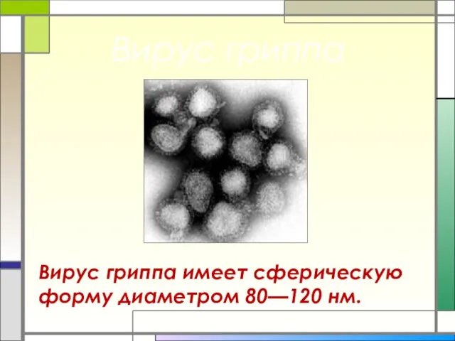 Вирус гриппа имеет сферическую форму диаметром 80—120 нм. Вирус гриппа