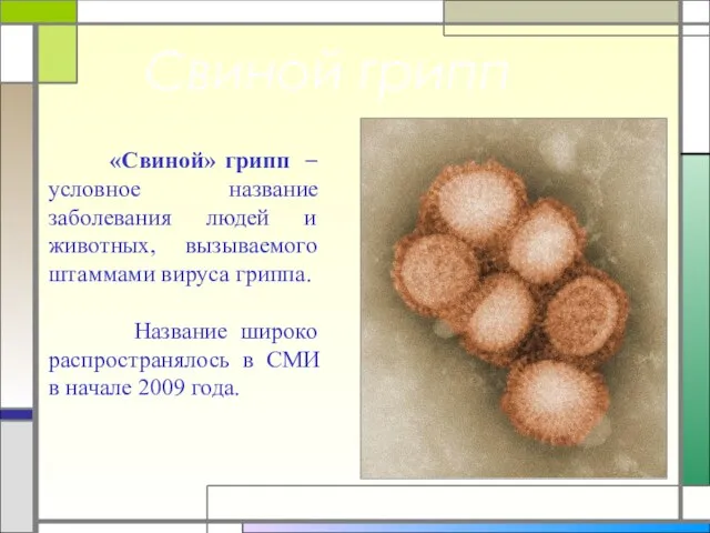 Свиной грипп «Свиной» грипп – условное название заболевания людей и животных, вызываемого