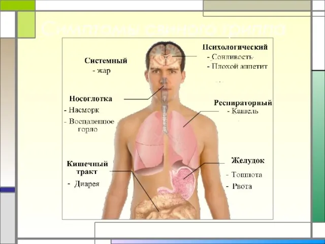 Симптомы свиного гриппа