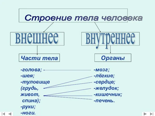 Строение тела человека внутреннее Части тела внешнее -голова; -шея; -туловище (грудь, живот,