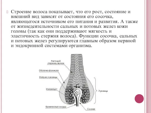 Строение волоса показывает, что его рост, состояние и внешний вид зависят от