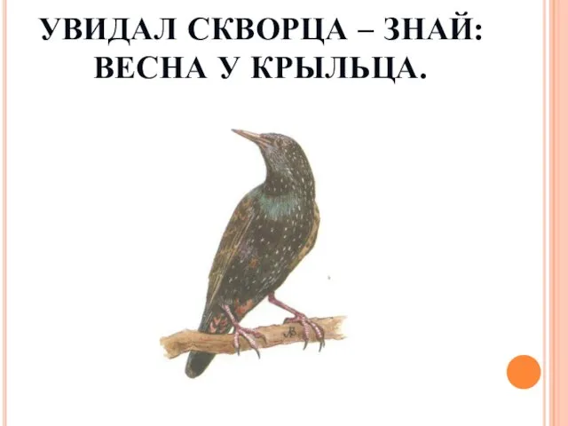 УВИДАЛ СКВОРЦА – ЗНАЙ: ВЕСНА У КРЫЛЬЦА.