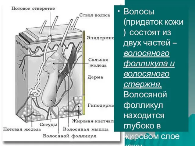 Волосы (придаток кожи ) состоят из двух частей – волосяного фолликула и