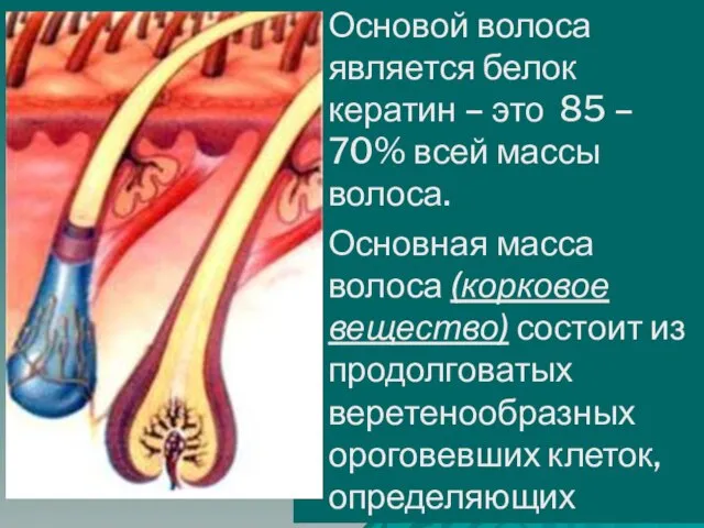 Основой волоса является белок кератин – это 85 – 70% всей массы