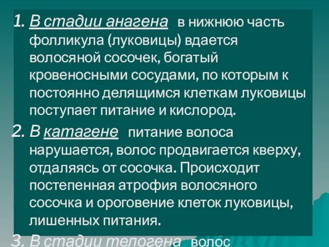 В стадии анагена в нижнюю часть фолликула (луковицы) вдается волосяной сосочек, богатый