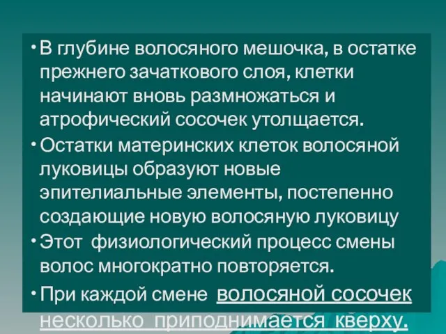 В глубине волосяного мешочка, в остатке прежнего зачаткового слоя, клетки начинают вновь