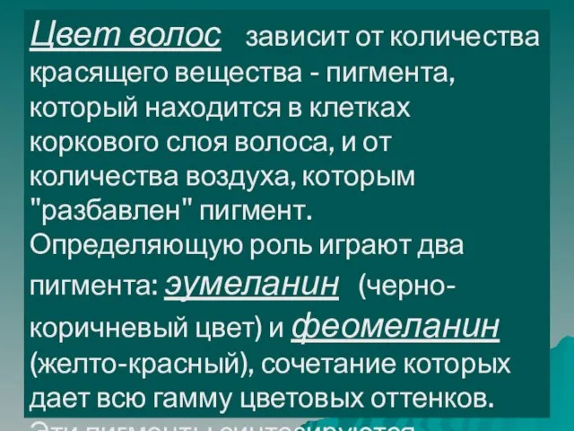 Цвет волос зависит от количества красящего вещества - пигмента, который находится в