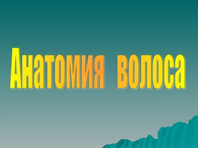 Анатомия волоса