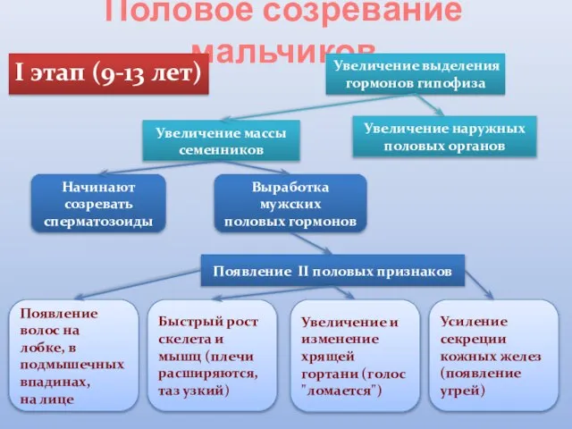 Половое созревание мальчиков I этап (9-13 лет) Увеличение выделения гормонов гипофиза Увеличение