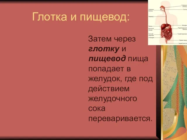 Глотка и пищевод: Затем через глотку и пищевод пища попадает в желудок,