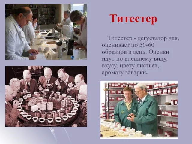 Титестер Титестер - дегустатор чая, оценивает по 50-60 образцов в день. Оценки