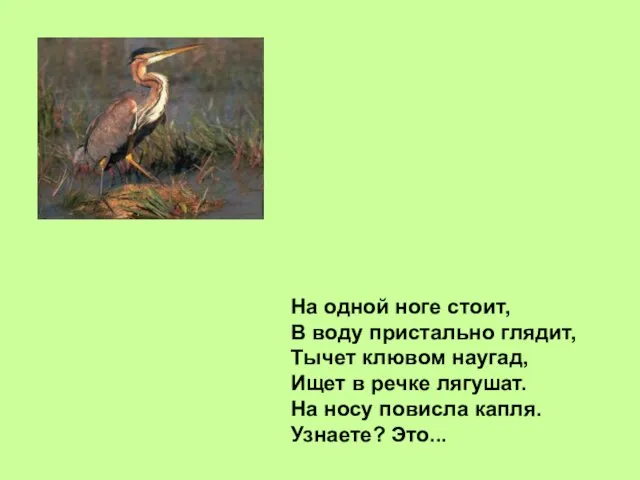 На одной ноге стоит, В воду пристально глядит, Тычет клювом наугад, Ищет