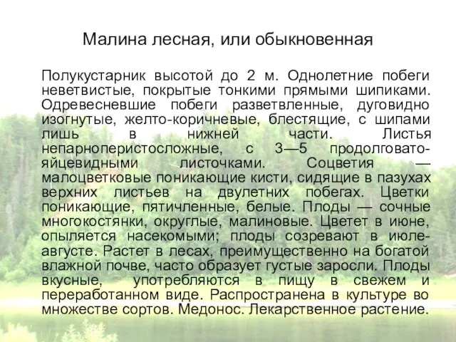 Малина лесная, или обыкновенная Полукустарник высотой до 2 м. Однолетние побеги неветвистые,