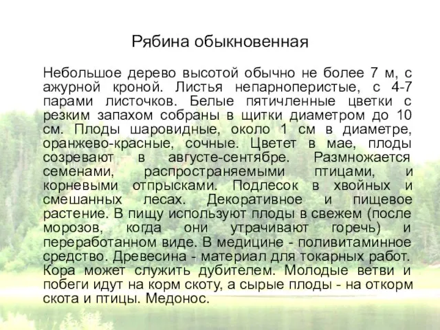 Рябина обыкновенная Небольшое дерево высотой обычно не более 7 м, с ажурной