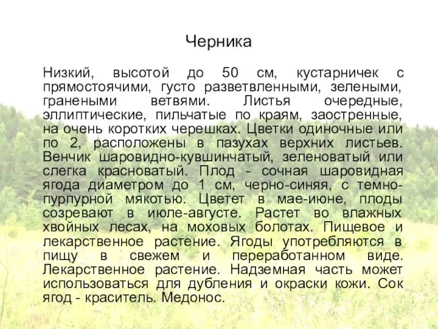 Черника Низкий, высотой до 50 см, кустарничек с прямостоячими, густо разветвленными, зелеными,