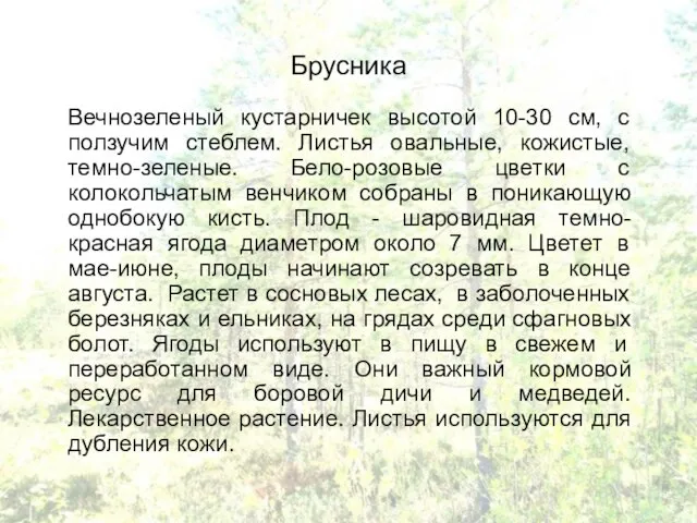 Брусника Вечнозеленый кустарничек высотой 10-30 см, с ползучим стеблем. Листья овальные, кожистые,