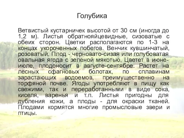 Голубика Ветвистый кустарничек высотой от 30 см (иногда до 1,2 м). Листья