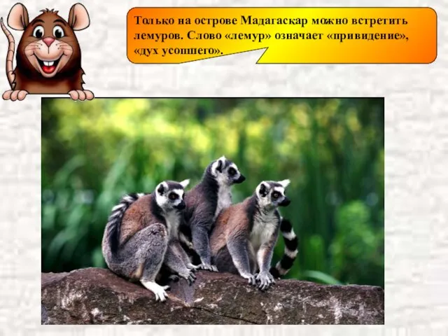 Только на острове Мадагаскар можно встретить лемуров. Слово «лемур» означает «привидение», «дух усопшего».