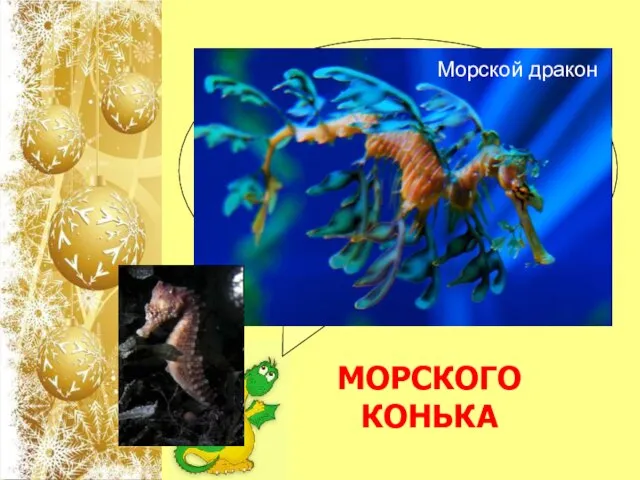 Родственником какой рыбы является морской дракон или морской пегас, обитающий в прибрежных