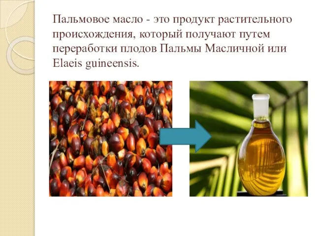Пальмовое масло - это продукт растительного происхождения, который получают путем переработки плодов