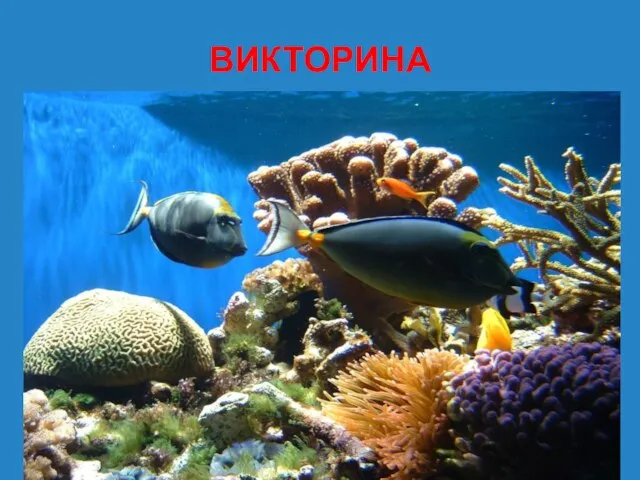 ВИКТОРИНА