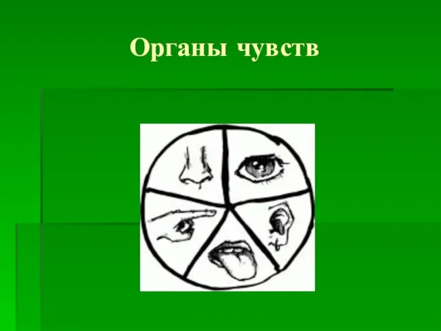 Органы чувств