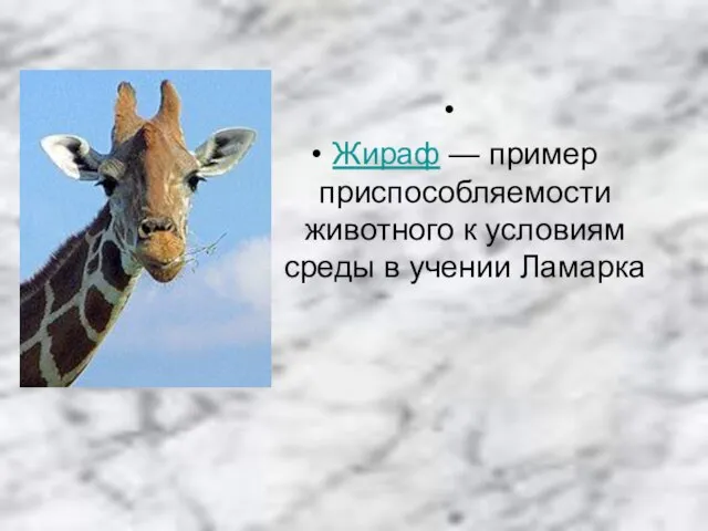 Жираф — пример приспособляемости животного к условиям среды в учении Ламарка